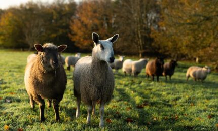 66c102345e04d2496a5ac20e_Close-up-of-curious-sheep-landscape-SLH-ezgif.com-webp-to-jpg-converter