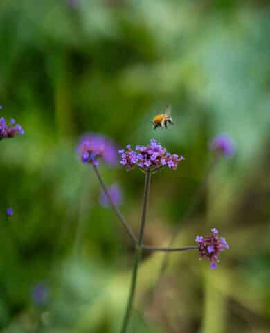 A bee landing on verbena