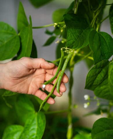Beans on a stalk