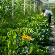 Courgette plants in the glasshouse