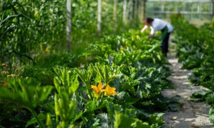 Courgette plants in the glasshouse