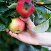 Picking apples