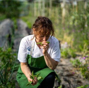 Picking basil leaves