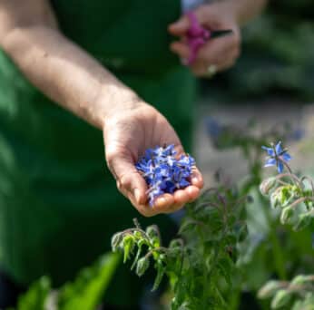 Picking garnish