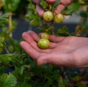 Ballymaloe Picking goosberries