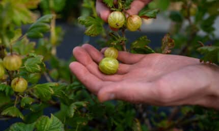 Ballymaloe Picking goosberries