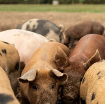 Pigs