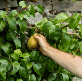 Autumn Harvest – Fall in Love with Pears