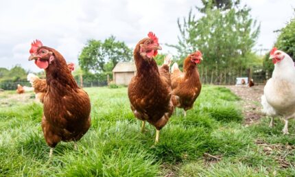 chickens