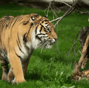 Fota Wildlife Park