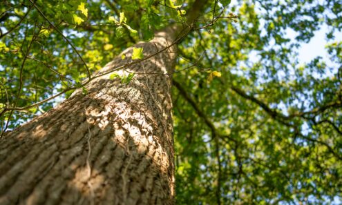 Majestic tree with lush green leaves under clear blue sky at serene hotel garden, perfect for relaxing nature walks.