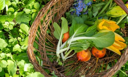 Basket of homegrown produce