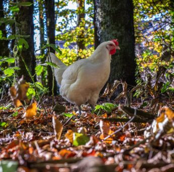 Chickens 3