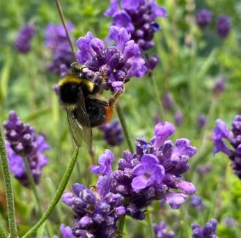 Bee on a lavander