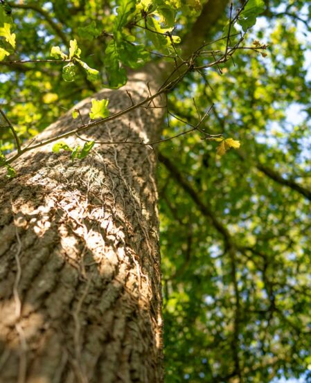 Majestic tree in serene hotel garden under clear blue sky, offering a tranquil escape and natural beauty.