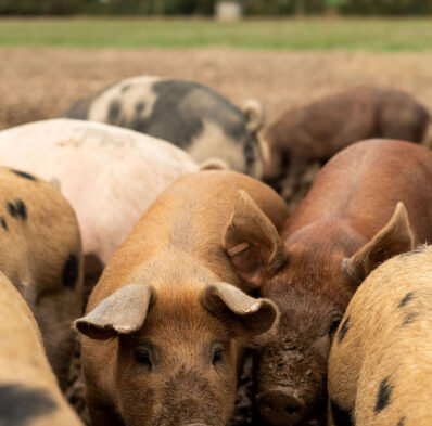 Friendly pigs in a countryside farm setting with lush green fields, offering a unique rural retreat experience.