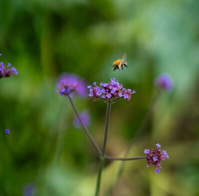 Lavender flowers with a bee in a serene garden at a luxury hotel.