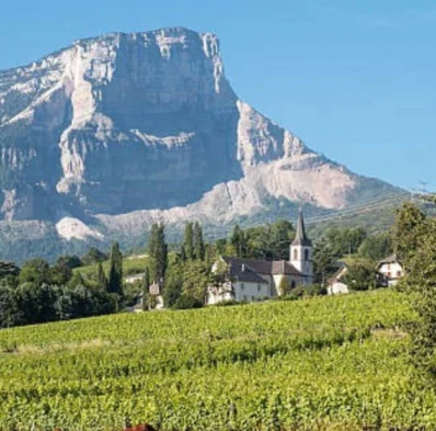 Serene vineyard with mountain view, charming village, and grazing cattle under a clear sky, ideal for peaceful retreats.