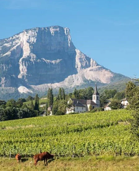 Serene vineyard with mountain view, charming village, and grazing cattle under a clear sky, ideal for peaceful retreats.